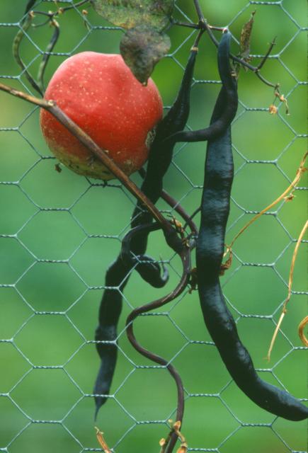 Apfel und Schoten