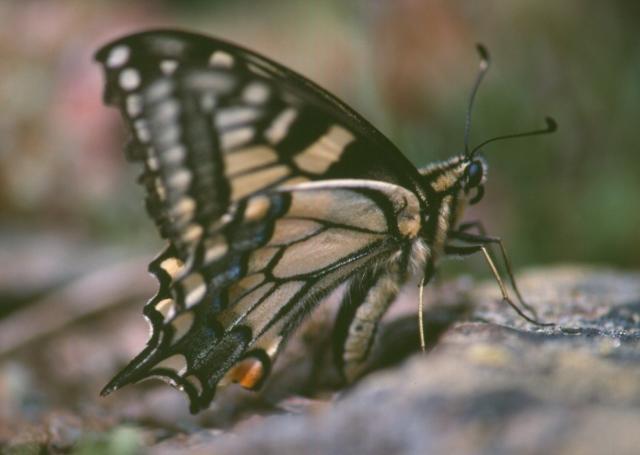 Papilio machaon