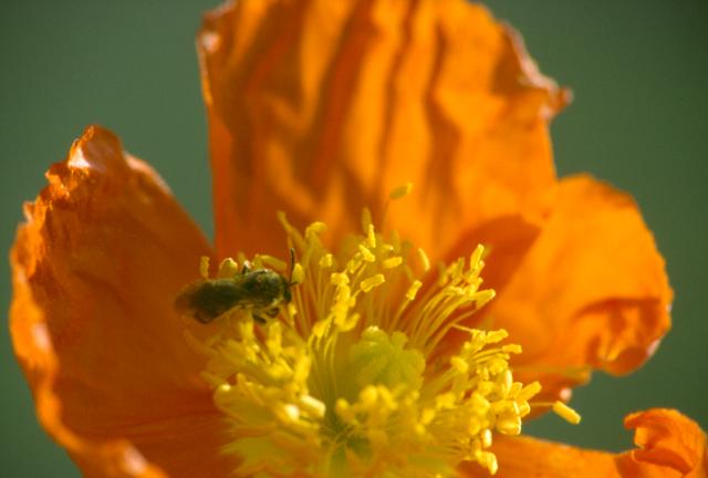 Islandmohn mit Wildbiene