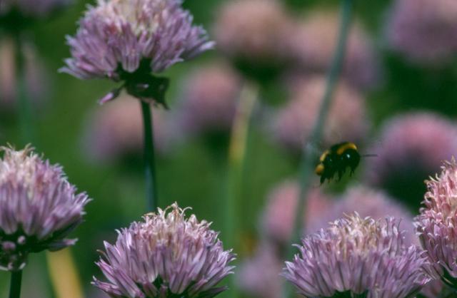 Hummel auf Schnittlauch