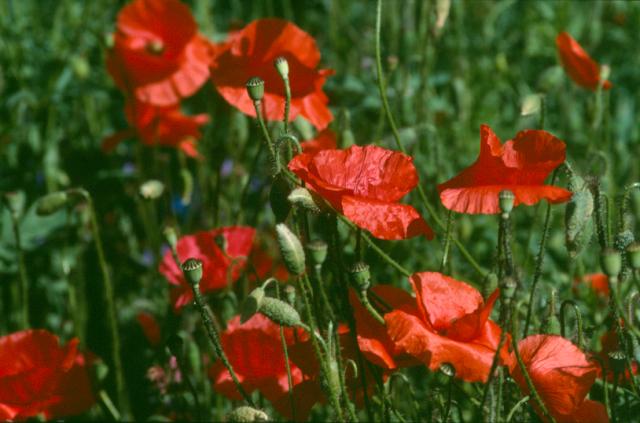 Klatschmohn